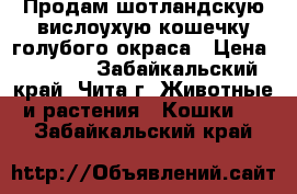 Продам шотландскую вислоухую кошечку голубого окраса › Цена ­ 2 600 - Забайкальский край, Чита г. Животные и растения » Кошки   . Забайкальский край